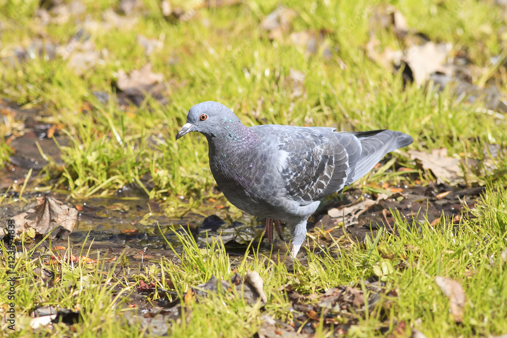 pigeon drinking water on a green meadow pigeon drinking water on a green meadow