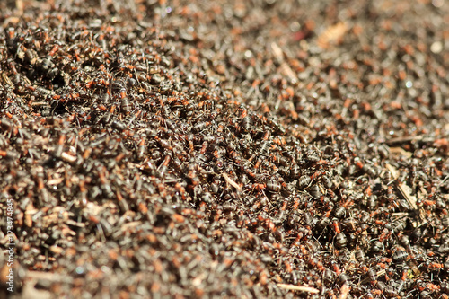 a bunch of red insects crawling in the anthill