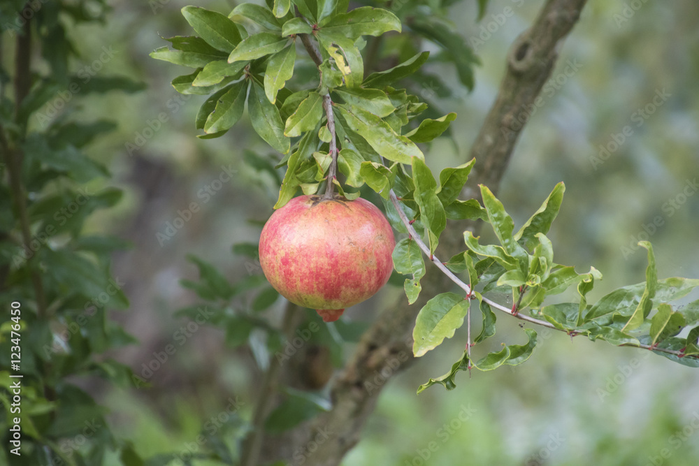 pomegranate on tree in autumn pomegranate on tree in autumn