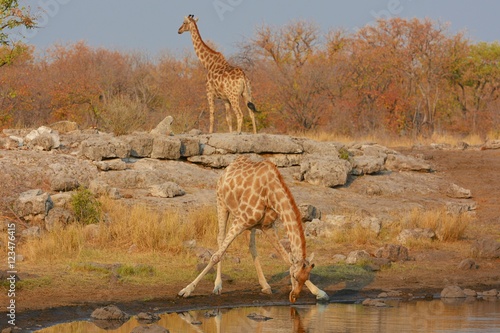 Giraffen (giraffa camelopardalis) am Wasserloch (Etosha Nationalpark)