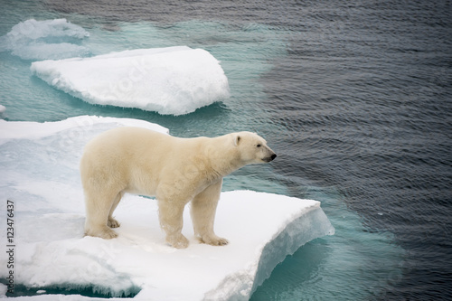 Polar bear walking on sea ice