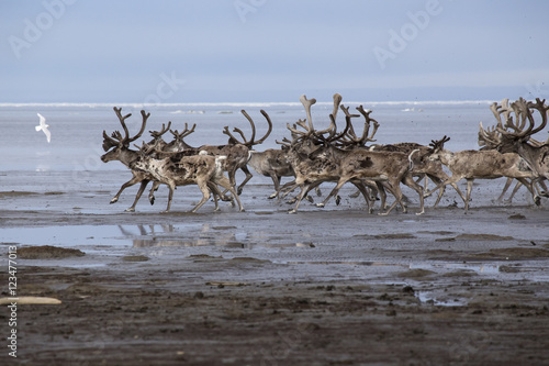 A herd of deer running on the sea shelf. Laptev Sea, Yakutia, Russia. photo