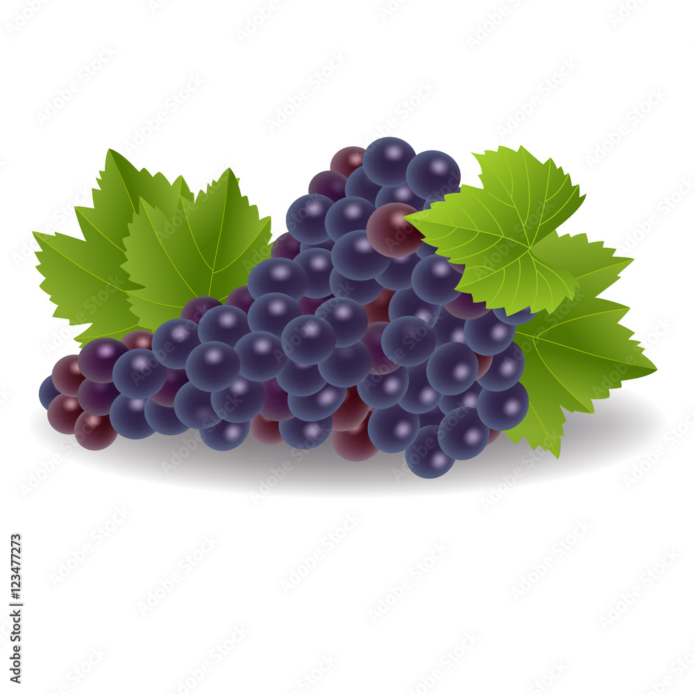Fototapeta premium Illustration of a bunch of grapes isolated on white background
