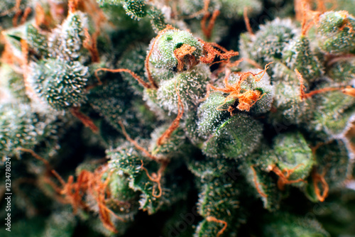 Bild auf Leinwand bud cannabis