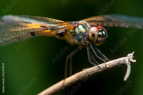 Male yellow-striped flutterer (Rhyothemis phyllis) on a twig © naaimzerox2