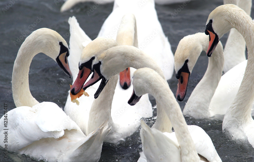 Obraz premium Swans fighting over food.Swans fighting for a piece of bread at River Danube in Zemun,Belgrade Serbia.