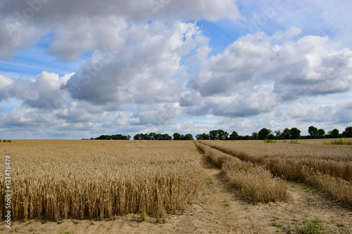 Erntereifes Weizenfeld photo