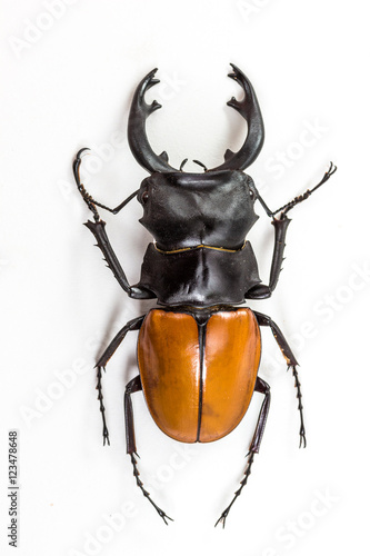 Stag Beetle (Odontolabis mouhoti ) Male Top View