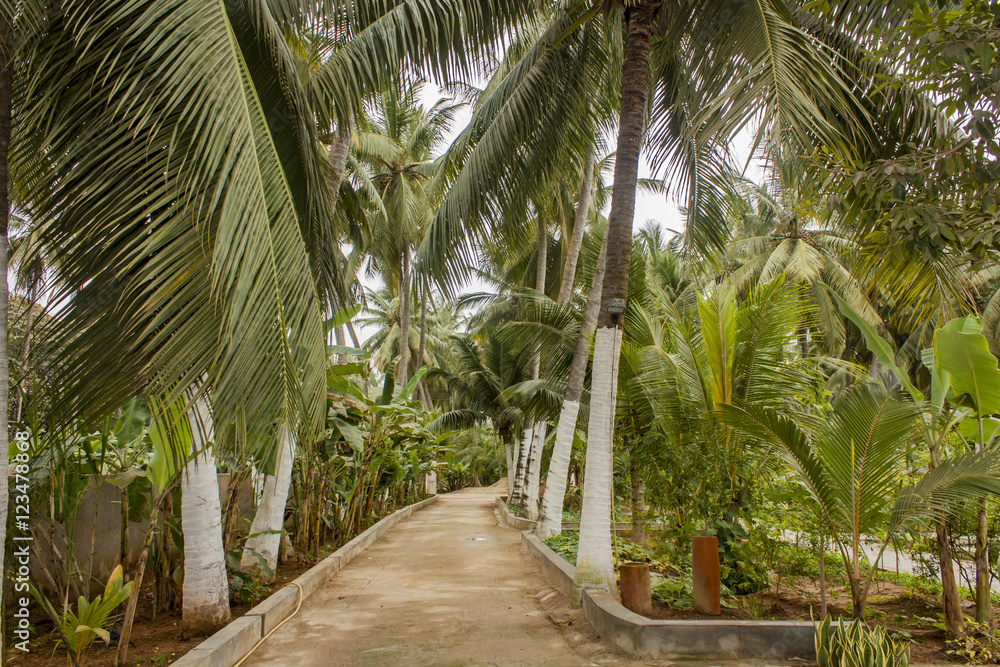 Coconut palms and banana trees in Salalah, Oman