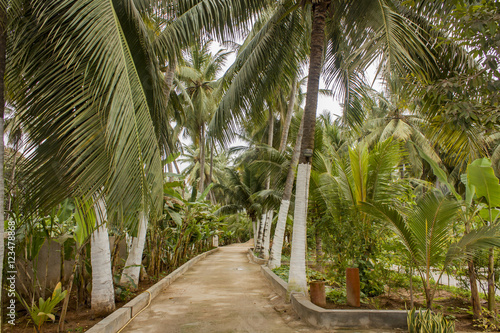 Coconut palms and banana trees in Salalah  Oman