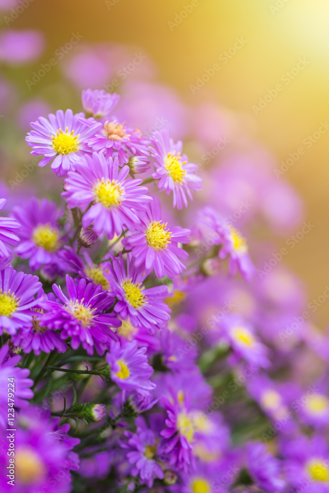 Aster violet flower for background. Aster violet flower for background.