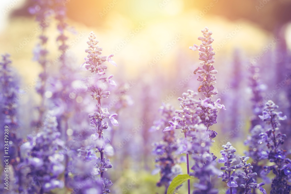 Fototapeta premium piękne delikatne pole kwiatów lawendy z tłem światła słonecznego.