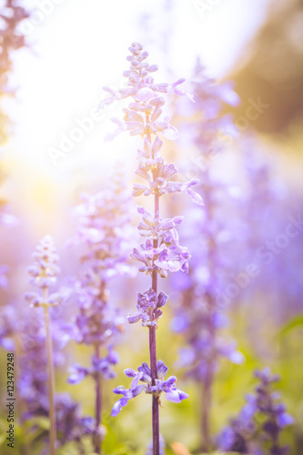 lavender field with sun light.