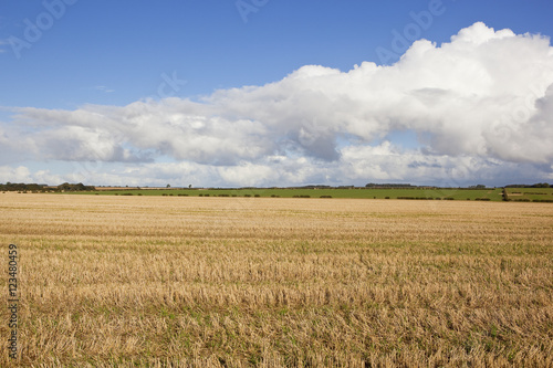 straw stubble field