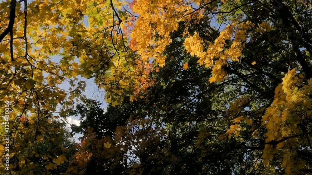 Sun shines rays through tree leaves Sun shines rays through tree leaves