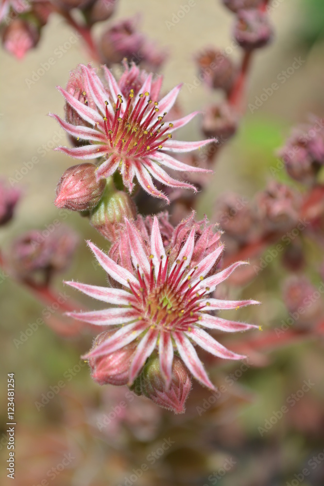 Sempervivum Dachwurz