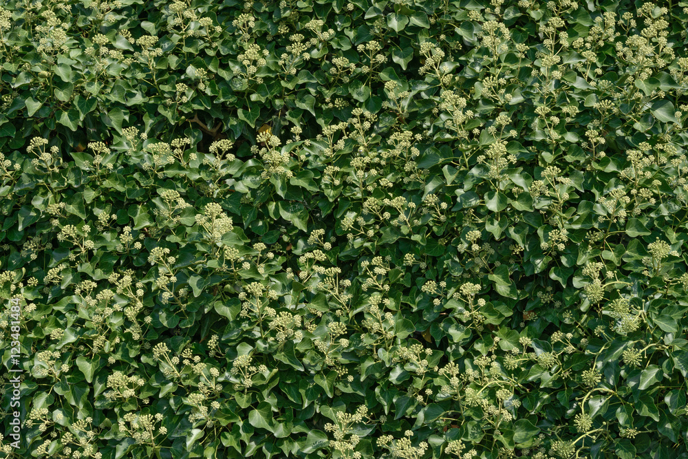 Foliage of Clematis with many formed blossom clusters as backgro Foliage of Clematis with many formed blossom clusters as backgro