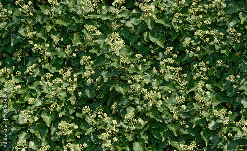 Foliage of Clematis with many formed blossom clusters as backgro Foliage of Clematis with many formed blossom clusters as backgro