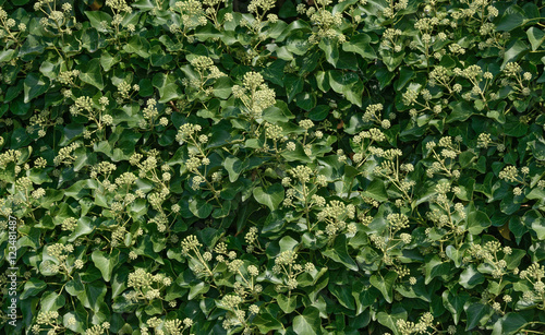 Foliage of Clematis with many formed blossom clusters as backgro