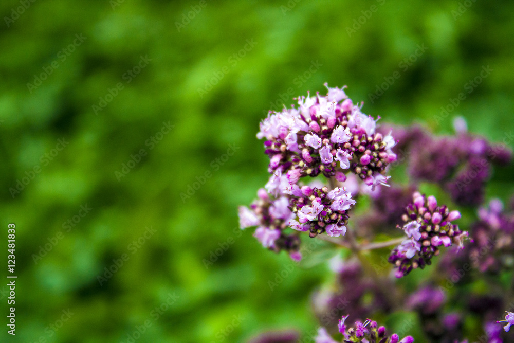 Oregano herbs on wooden background Oregano herbs on wooden background