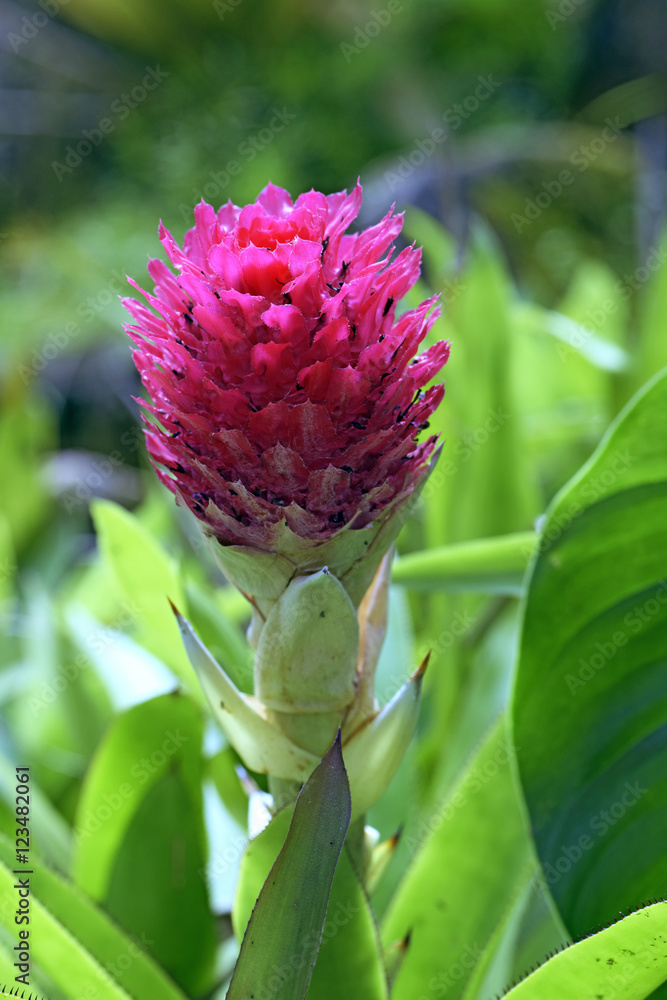 Blomeliad Quesnelia quesneliana, endemic in Brazil Blomeliad Quesnelia quesneliana, endemic in Brazil