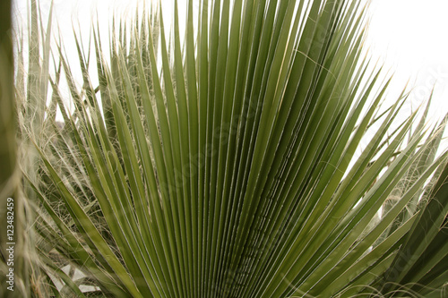 Palm Tree 