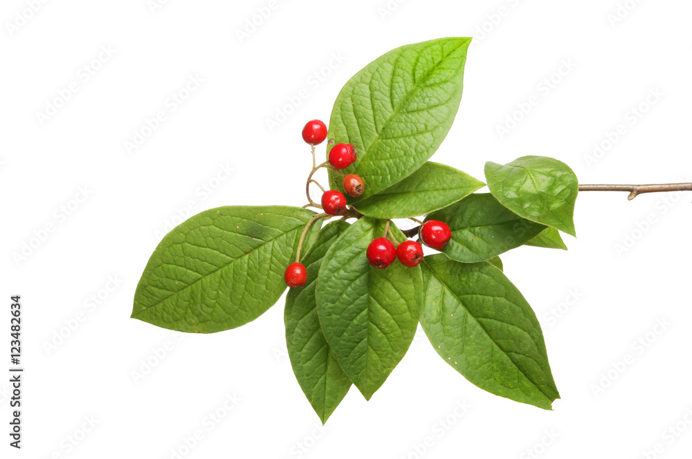 Cotoneaster leaves and berries Cotoneaster leaves and berries