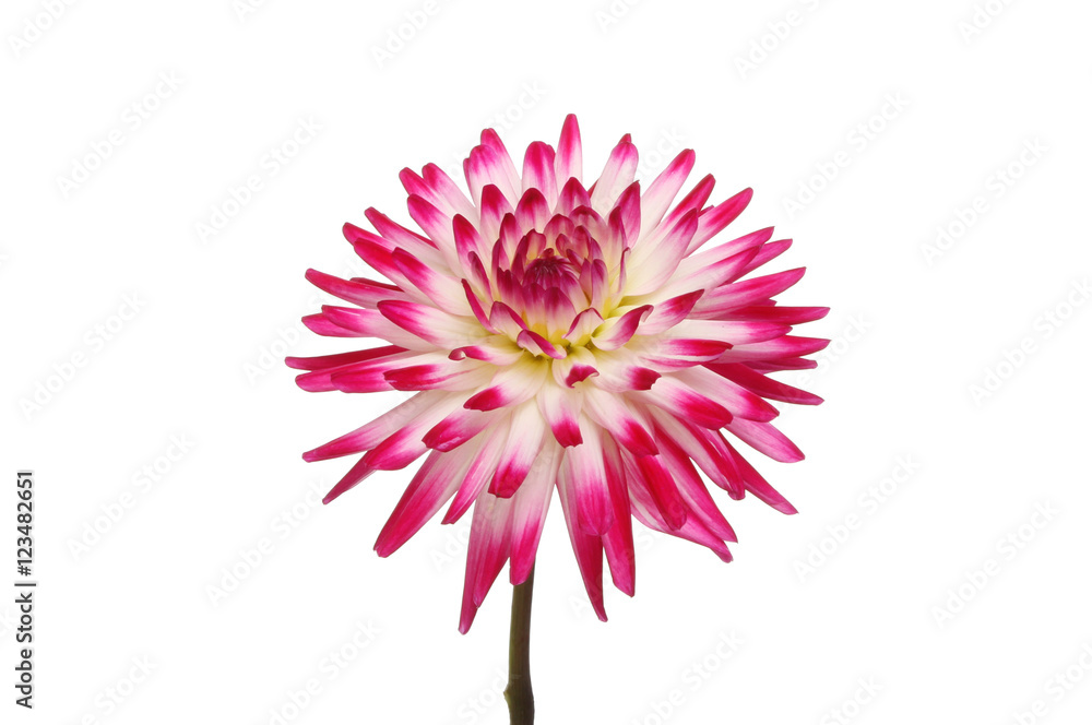 Obraz premium Dahlia flower isolated