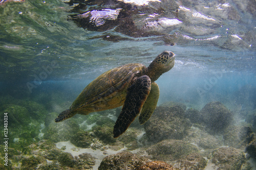 Sea turtle swimming, Oahu, Honolulu, Hawaii, United States of America