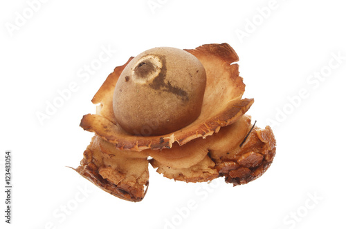 Photos Puffball fungi isolated