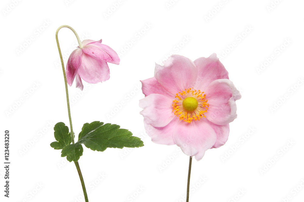 Two Anemone flowers Two Anemone flowers