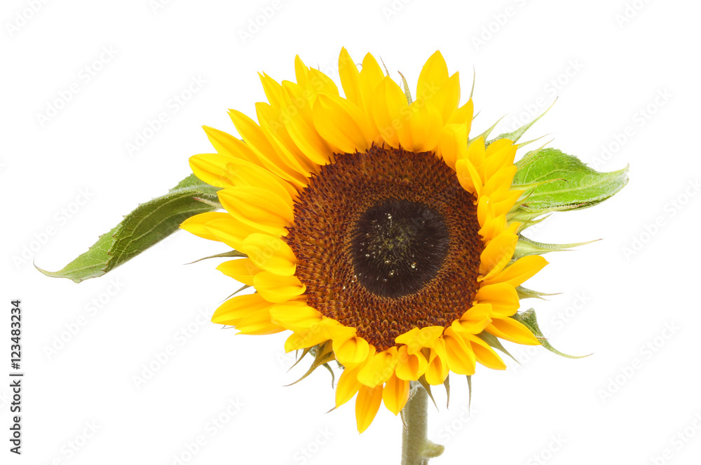 Naklejka premium Sunflower and leaves