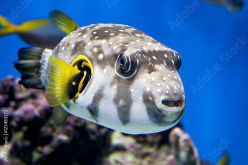 Arothron Hispidus - exotic spotted fish