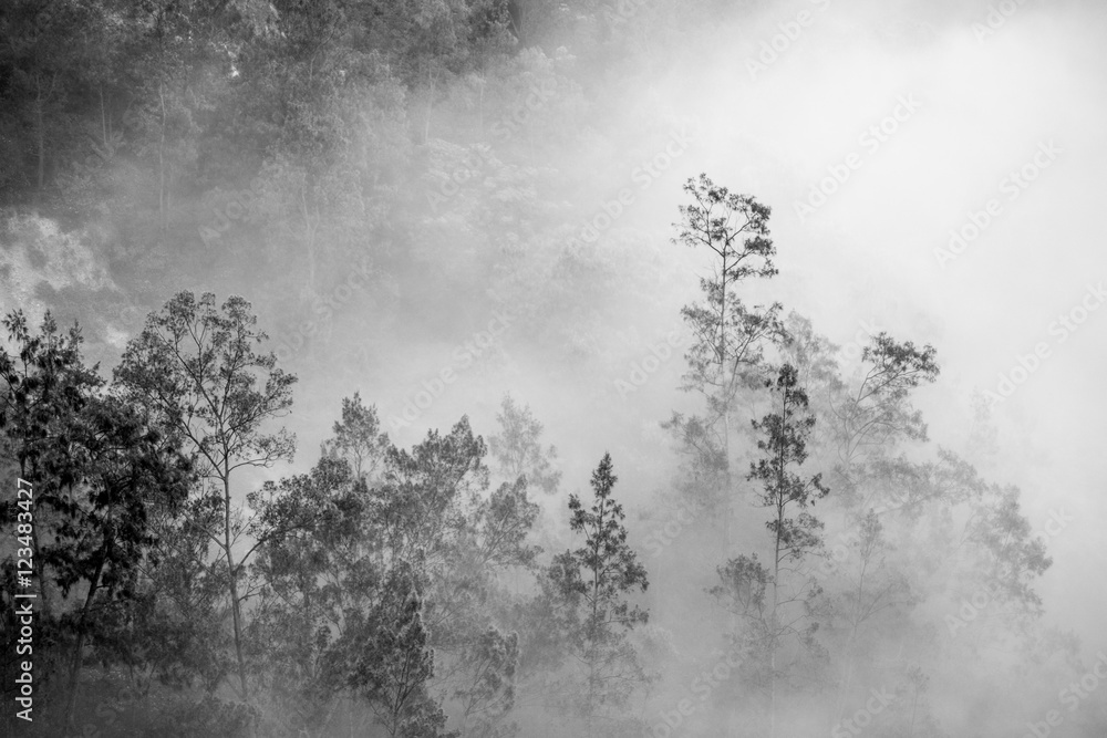 Trees in fog in Kelimutu National Park Trees in fog in Kelimutu National Park