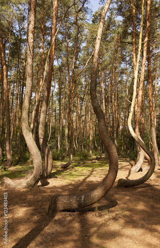 Crooked Forest in Nowe Czaernowo , Poland