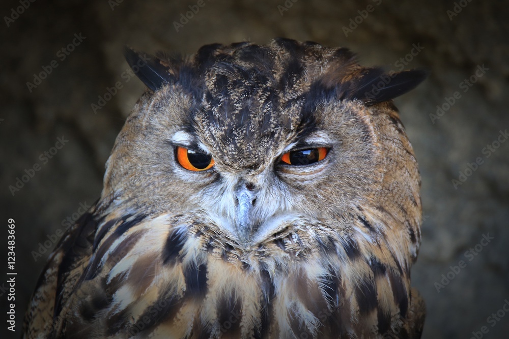 Hibou grand-duc