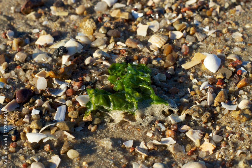 Strandgut StockFoto Adobe Stock