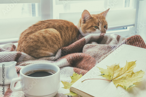 Fototapeta Naklejka Na Ścianę i Meble -  Cup of coffee, book with autumn yellow leaf and red-white cat surrounded wool blanket on windowsill. Cup of coffee book with autumn yellow leaf and red-white cat surrounded wool blanket on windowsill
