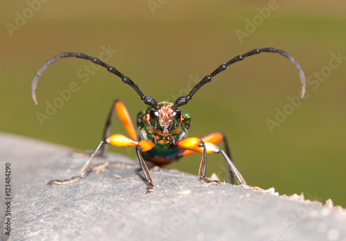 Plinthocoelium suaveolens, a large, iridescent longhorned beetle with beautiful contrasting colors © pimmimemom