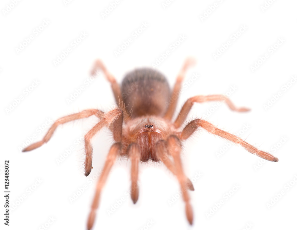 Brachypelma vagans spider Isolated Brachypelma vagans spider Isolated