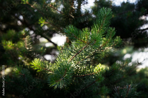 detail of green fir-tree branches in forest