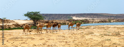 Camels of Oman, Salalah, Dhofar photo