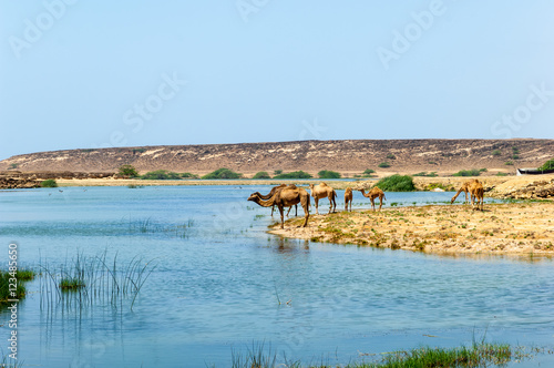 Camels of Oman, Salalah, Dhofar photo