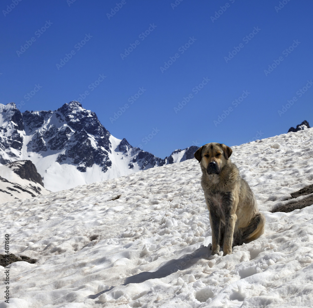 Obraz premium Dog in snow mountains at sun spring day
