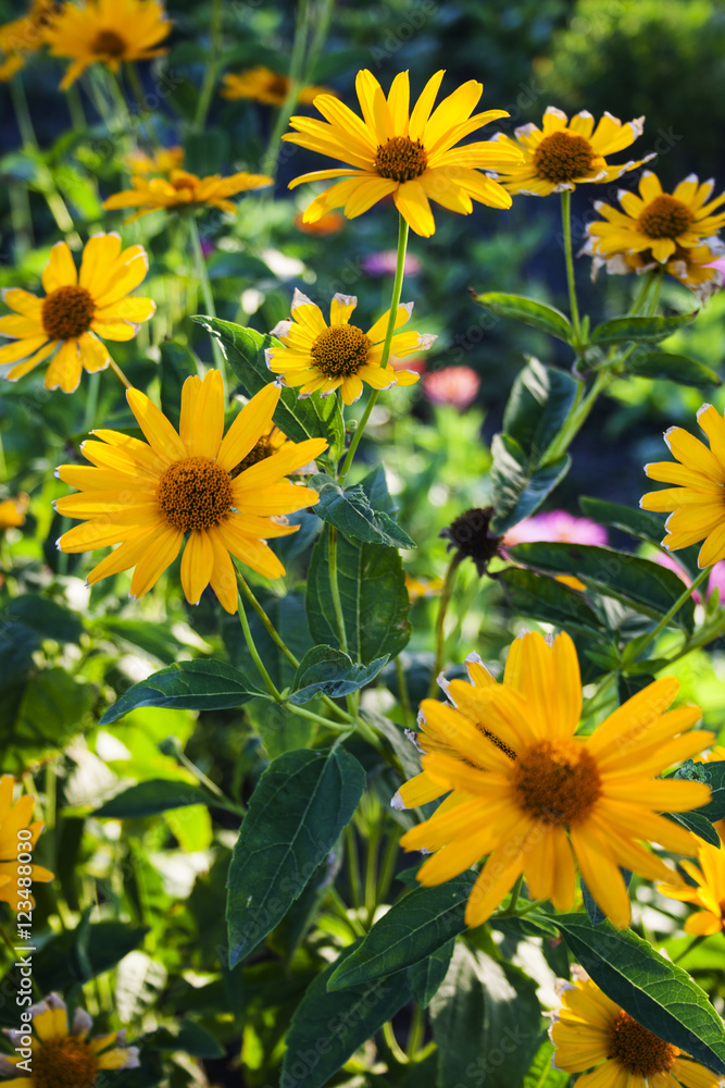 Rudbeckia or coneflowers Rudbeckia or coneflowers
