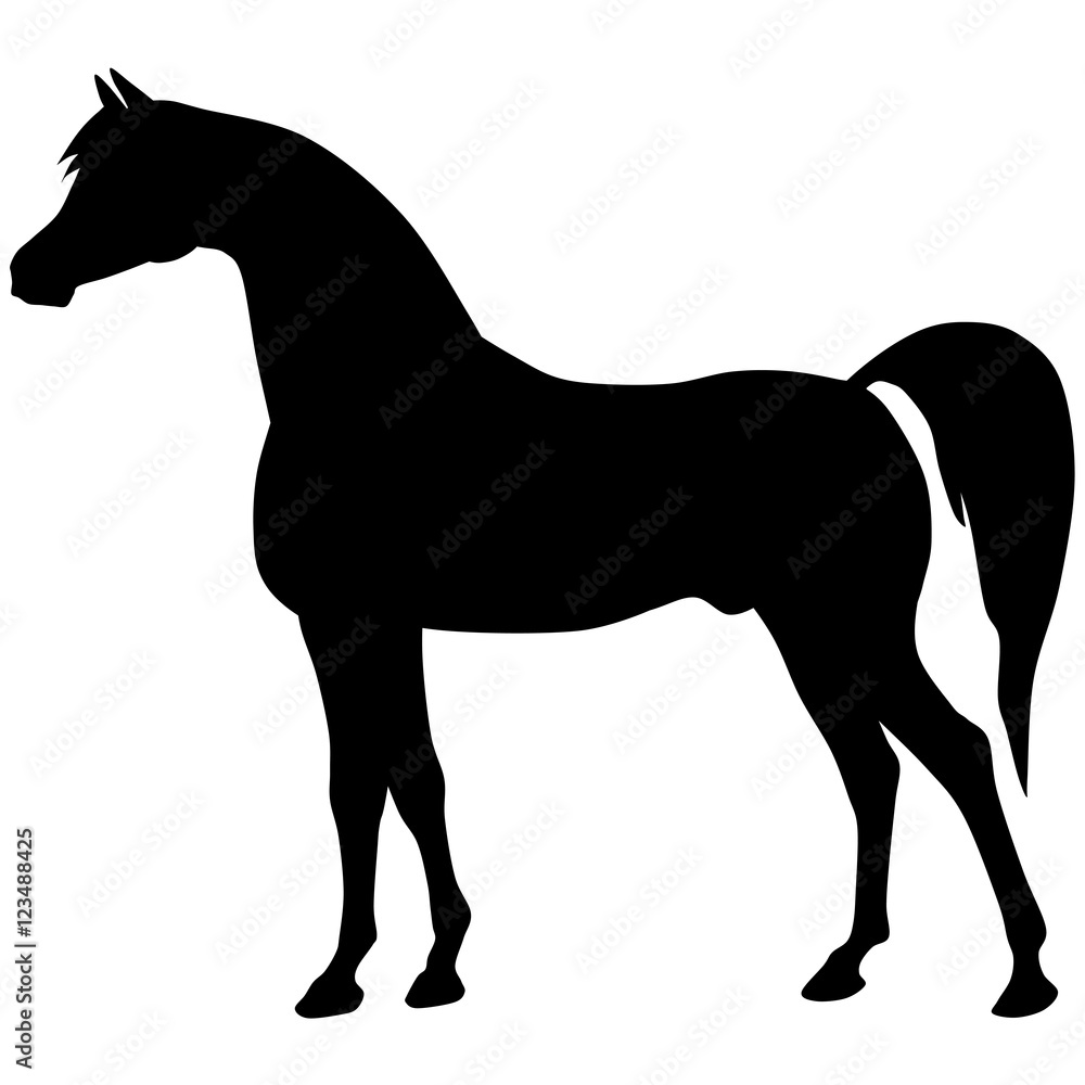 Obraz premium black horse silhouette. Vector animal illustration