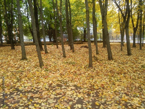 Trees in season of fall