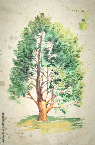 Watercolor painting of a realistic cedar tree,on vintage beige background.