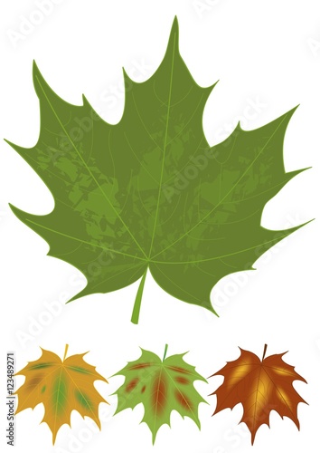 Isolated green maple leaf and multicolored autumn leaves variants. Botanical name Acer. Set of natural design elements. Canadian national symbol.