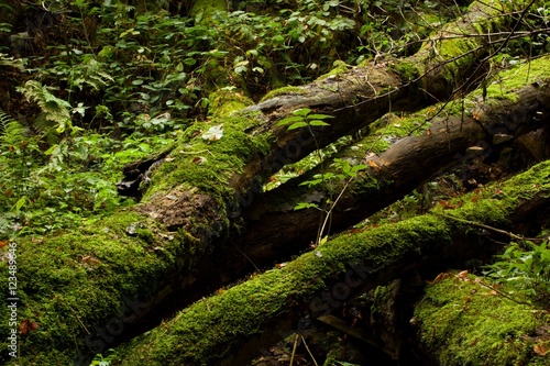 trunk covered with moss